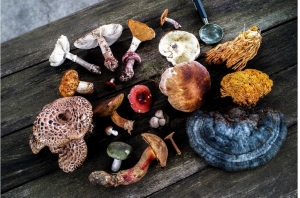 Medicinal mushrooms Medicinal mushrooms
